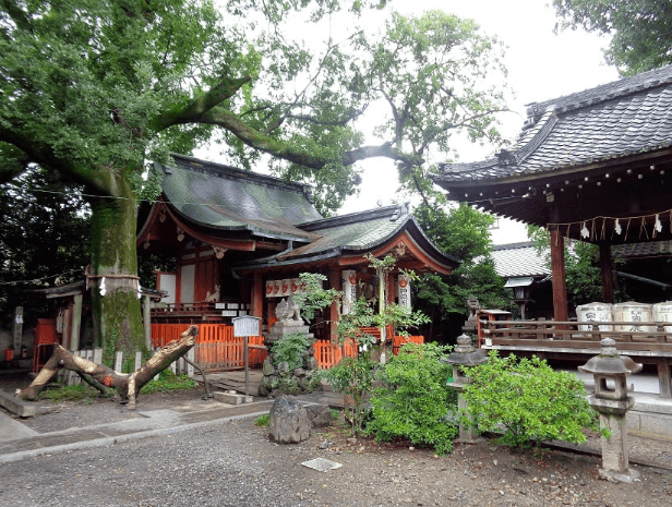 京都　武信稲荷神社のパワースポット　御神木の榎